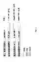 Fig. 02 - Chimeric factor VII molecules