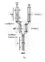 Fig. 02 - Multispecific and multivalent binding proteins and uses thereof