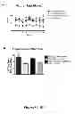 Fig. 09 - Immunological Targeting of Pathological Tau Proteins