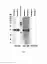 Fig. 08 - PAT-LM1 epitopes and methods for using same