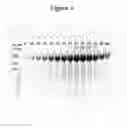 Fig. 07 - Stabilized mosaic human immunodeficiency virus type 1 (HIV-1) GP140 envelope (ENV) trimers