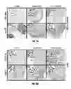 Fig. 09 - IMMUNOGENIC PROTEIN CONJUGATES AND METHOD FOR MAKING AND USING THE SAME