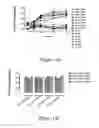 Fig. 09 - Pharmaceutical compositions comprising inactivated HIV viral particles and non-pathogenic lactobacilli for the induction of antigen-specific immunotolerance