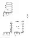 Fig. 06 - Compositions for the preparation of mature dendritic cells