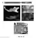 Fig. 08 - COMPOSITIONS AND METHODS FOR DENTAL TISSUE REGENERATION