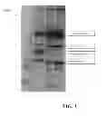 Fig. 04 - Identification of protective antigenic determinants of porcine reproductive and respiratory syndrome virus and uses thereof