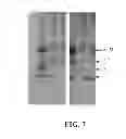 Fig. 07 - Identification of protective antigenic determinants of porcine reproductive and respiratory syndrome virus and uses thereof