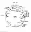 Fig. 02 - GENOTOXICITY TESTING