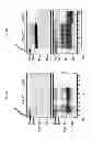 Fig. 06 - DETECTION OF INFECTIOUS PRION PROTEIN BY SEEDED CONVERSION OF RECOMBINANT PRION PROTEIN