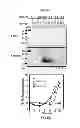 Fig. 07 - DETECTION OF INFECTIOUS PRION PROTEIN BY SEEDED CONVERSION OF RECOMBINANT PRION PROTEIN