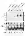 Fig. 09 - DETECTION OF INFECTIOUS PRION PROTEIN BY SEEDED CONVERSION OF RECOMBINANT PRION PROTEIN