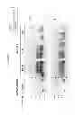 Fig. 22 - DETECTION OF INFECTIOUS PRION PROTEIN BY SEEDED CONVERSION OF RECOMBINANT PRION PROTEIN