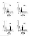 Fig. 07 - Methods of isolating bipotent hepatic progenitor cells