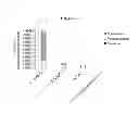 Fig. 04 - Reduced genome bacteria with improved genetic stability