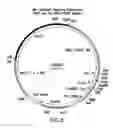 Fig. 07 - CONTROLLING O-GLYCOSYLATION IN LOWER EUKARYOTES