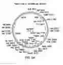Fig. 08 - Engineered lower eukaryotic host strains for recombinant protein expression