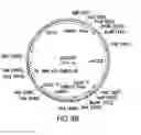 Fig. 09 - Engineered lower eukaryotic host strains for recombinant protein expression
