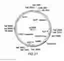 Fig. 44 - Engineered lower eukaryotic host strains for recombinant protein expression