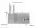 Fig. 45 - Engineered lower eukaryotic host strains for recombinant protein expression