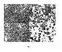 Fig. 08 - Modified strains
