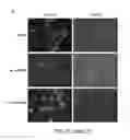 Fig. 28 - Methods and compositions for controlling gene expression by RNA processing
