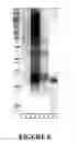 Fig. 09 - Process for purifying VLPs