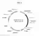 Fig. 06 - Human antibodies specifically binding to the hepatitis B virus surface antigen
