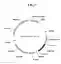 Fig. 07 - Human antibodies specifically binding to the hepatitis B virus surface antigen