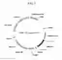 Fig. 08 - Human antibodies specifically binding to the hepatitis B virus surface antigen