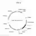 Fig. 09 - Human antibodies specifically binding to the hepatitis B virus surface antigen