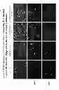 Fig. 04 - Polymer based polynucleotide transfection agents