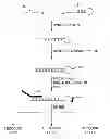 Fig. 01 - Multiplexed Amplification of Short Nucleic Acids