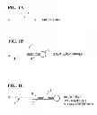 Fig. 02 - Multiplexed Amplification of Short Nucleic Acids