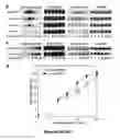 Fig. 07 - Endothelium protective materials and methods of use