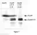 Fig. 09 - Endothelium protective materials and methods of use
