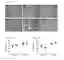 Fig. 06 - MICRO-UTROPHIN POLYPEPTIDES AND METHODS