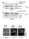 Fig. 04 - Compositions and methods for the treatment of metabolic disorders