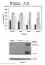 Fig. 06 - Compositions and methods for the treatment of metabolic disorders