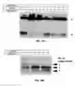 Fig. 22 - Compositions and methods for the treatment of metabolic disorders