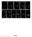 Fig. 07 - COMPOSITIONS AND METHODS FOR INDUCING DISRUPTION OF BLOOD VASCULATURE AND FOR REDUCING ANGIOGENESIS