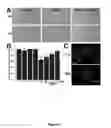 Fig. 08 - COMPOSITIONS AND METHODS FOR INDUCING DISRUPTION OF BLOOD VASCULATURE AND FOR REDUCING ANGIOGENESIS