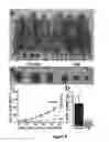 Fig. 09 - COMPOSITIONS AND METHODS FOR INDUCING DISRUPTION OF BLOOD VASCULATURE AND FOR REDUCING ANGIOGENESIS