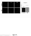 Fig. 22 - COMPOSITIONS AND METHODS FOR INDUCING DISRUPTION OF BLOOD VASCULATURE AND FOR REDUCING ANGIOGENESIS