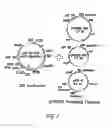 Fig. 02 - Pharmaceutical composition comprising NANOG SHRNA, and method of using NANOG SHRNA to treat cancer