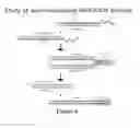 Fig. 09 - Auto-recognizing therapeutic RNA/DNA chimeric nanoparticles (NP)