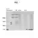 Fig. 02 - Nitrone compounds and their use in personal care