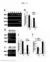 Fig. 02 - PHARMACEUTICAL COMPOSITION COMPRISING FLUOXETINE AS AN ACTIVE INGREDIENT FOR PREVENTING OR TREATING BLOOD-BRAIN DISORDERS
