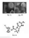 Fig. 06 - Anion-paired cationic metallocene-containing compounds and polymers as antimicrobial agents
