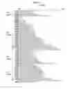 Fig. 07 - Anti-CD47 antibodies and methods of use thereof