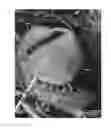 Fig. 01 - Peach tree named 'FA 1566'